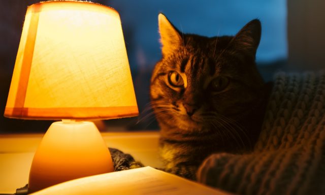 読書灯おすすめ プロの逸品 人気ランキング10選 プロの逸品